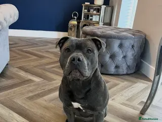 Staffordshire Bull Terrier dogs Rocco - 2 years old - Advert 3