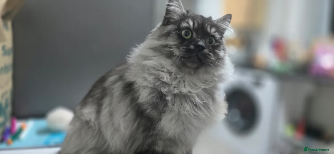 Persian cats for sale: Doll face persian male - Advert 5