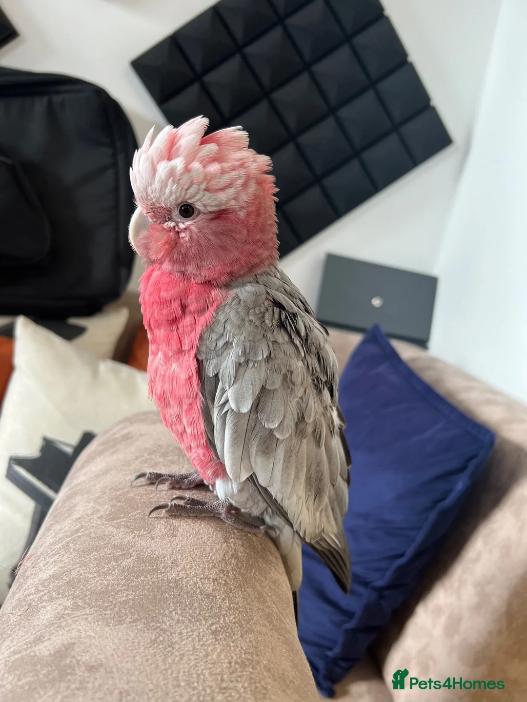 Cockatoo birds for sale: Rose-Breasted Cockatoo (Galah) - Advert 1