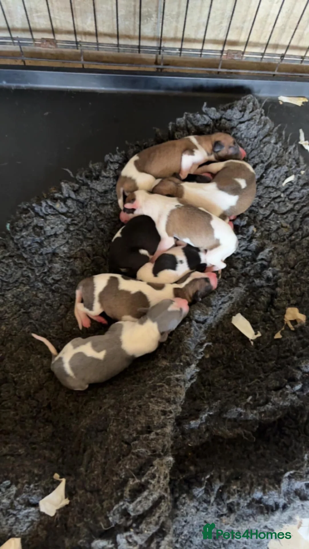 Whippet dogs for stud: Proven KC registered blue whippet for stud in Doncaster - Advert 16