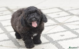 Poochon dogs for sale: F1 Poochon puppy for sale - Image 12