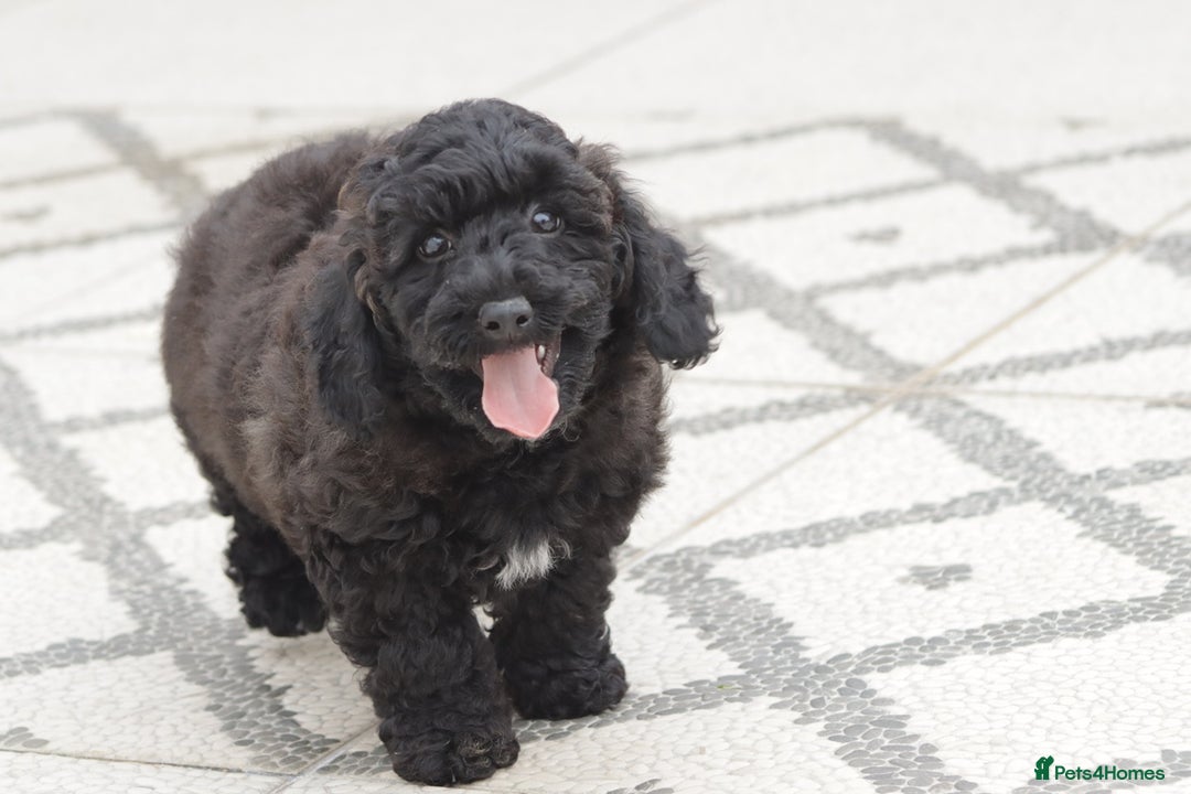 Poochon dogs for sale: F1 Poochon puppy for sale - Image 12