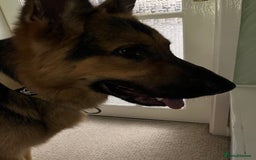 German Shepherd dogs for sale: German Shepherd - Image 4