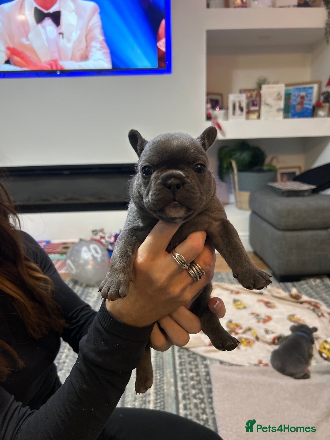 French Bulldog dogs for sale: Top quality French bulldog pups - Advert 19