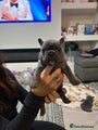 French Bulldog Puppy 4