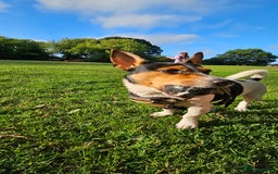Jack Russell dogs for stud: Stud  - Image 9
