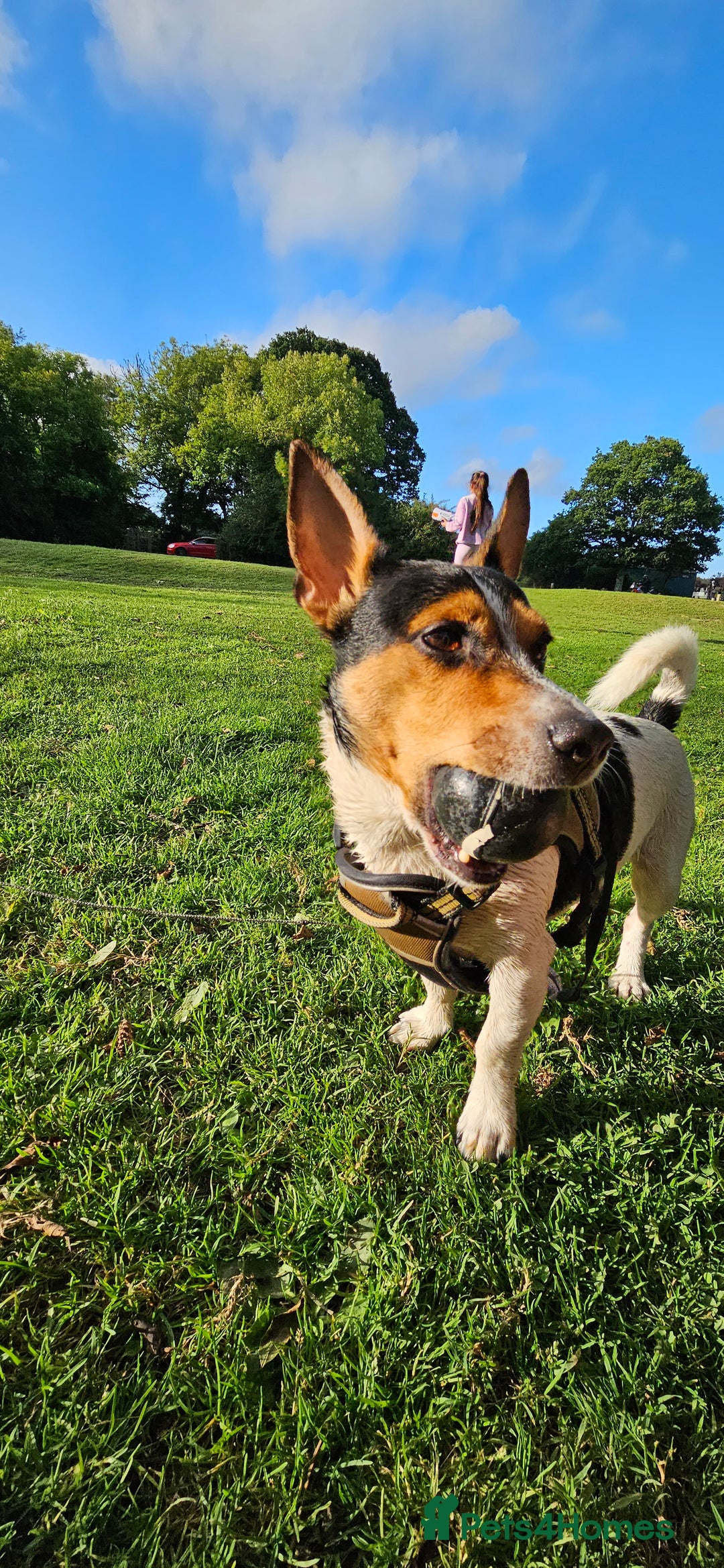 Jack Russell dogs for stud: Stud  - Image 9