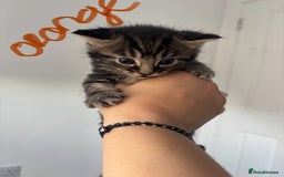 Maine Coon cats for sale: 1/4 mainecoon - Image 10