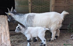 Goats livestock for sale: Baby Pygmy Goats – 2 Girls & 1 Boy (Neutered) - Image 10