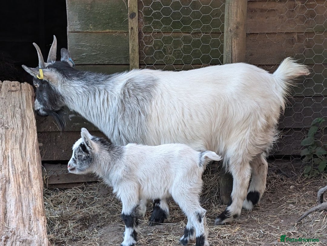 Goats livestock for sale: Baby Pygmy Goats – 2 Girls & 1 Boy (Neutered) - Image 10