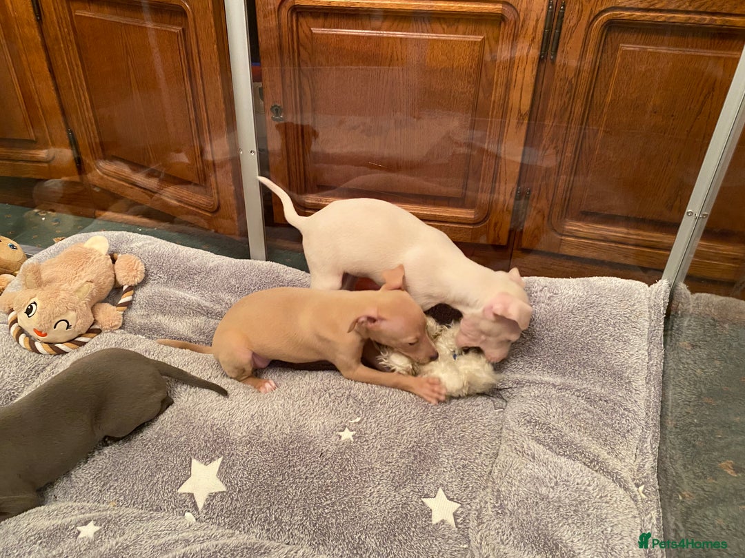 Italian Greyhound dogs for sale: ITALIAN GREYHOUND PUPPIES  - Advert 11