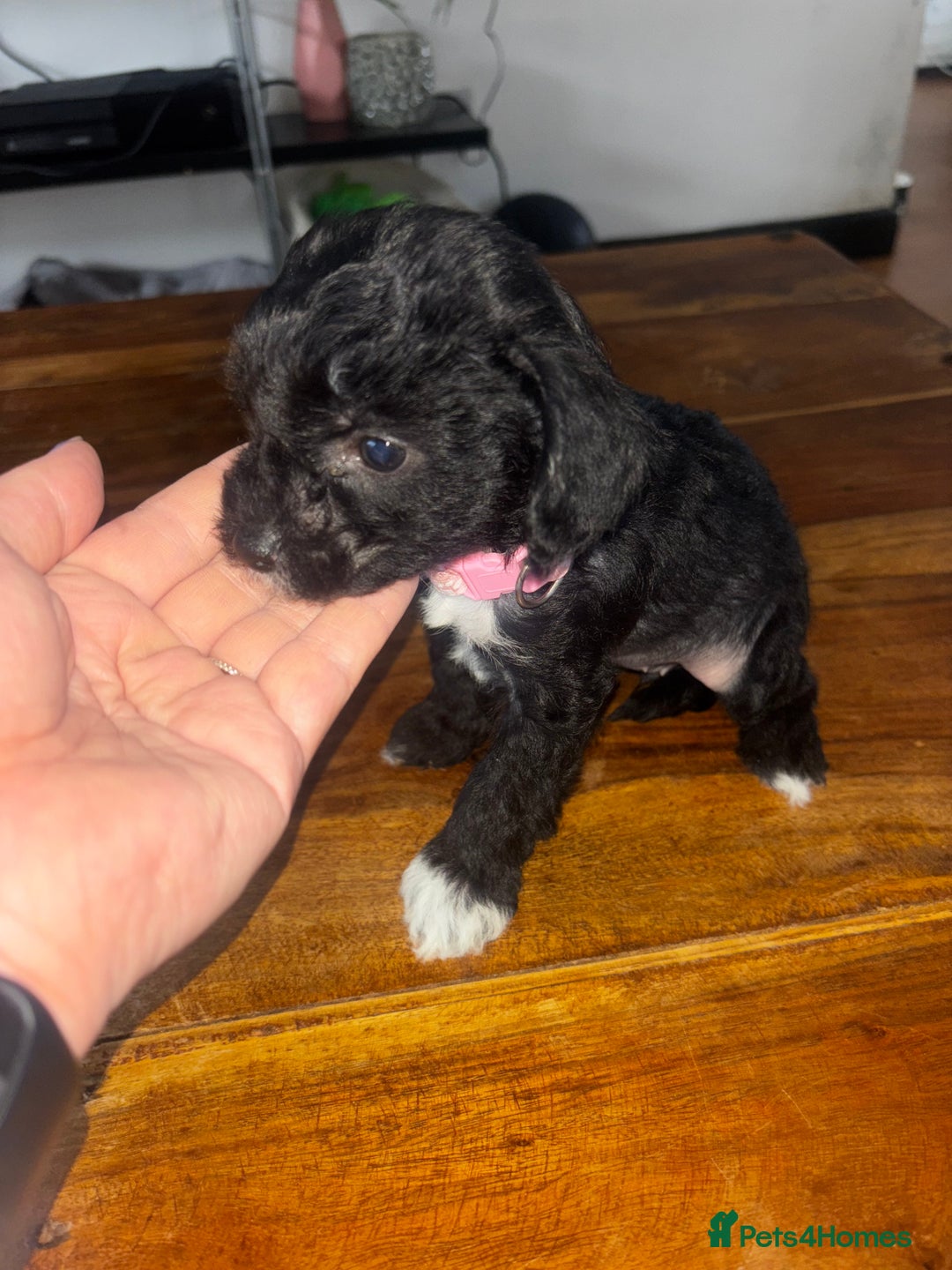 Chinese Crested dogs for sale: Last remaining Hairy Hairless Chinese crested girl - Image 3