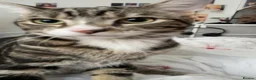 Mixed Breed cats for sale: Male Cat - Neymar - Advert 4