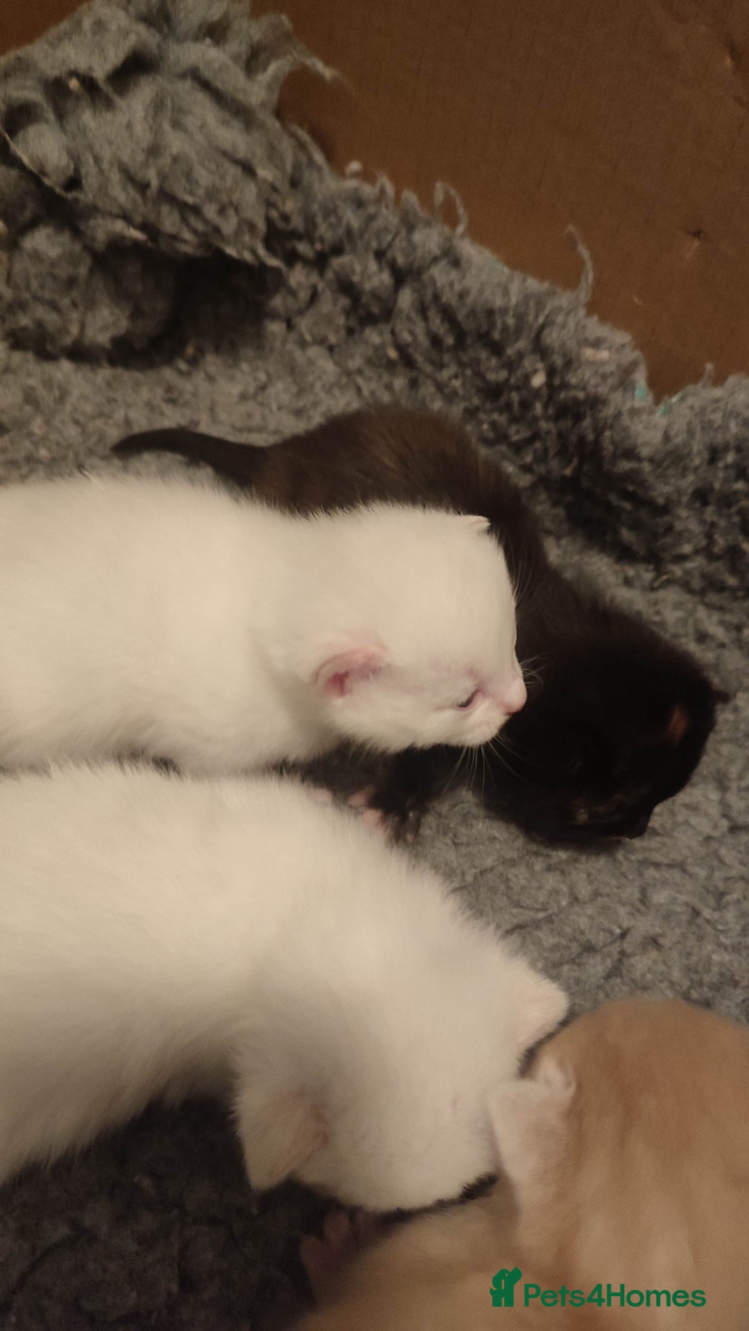 British Shorthair cats for sale: White and cream kittens!!! 😻 - Advert 4