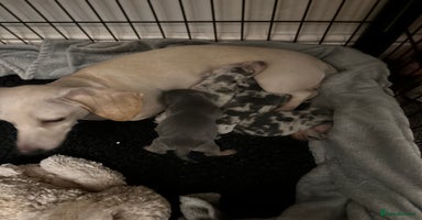 Miniature Dachshund dogs - Advert 9