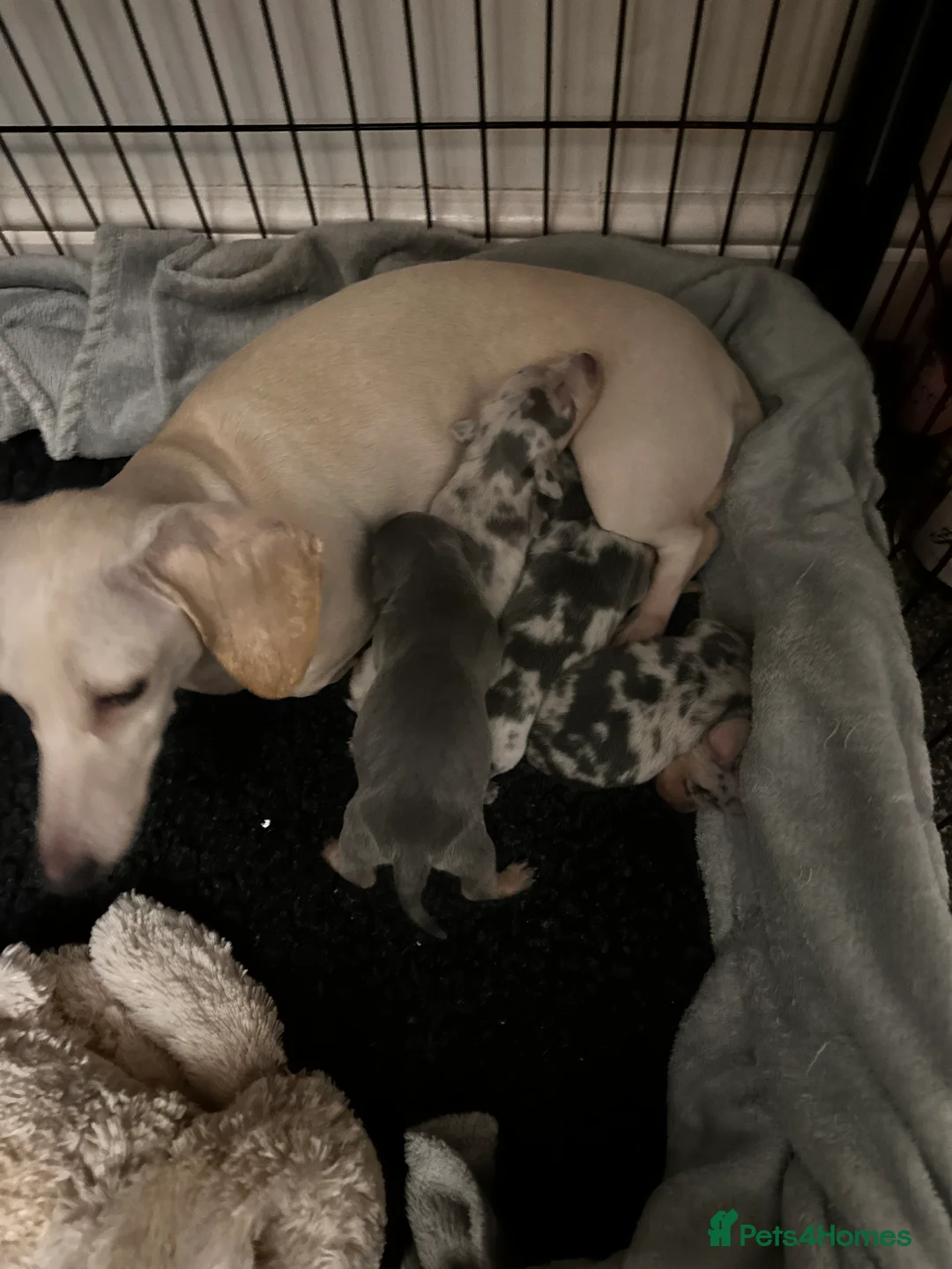 Miniature Dachshund dogs for sale: KC READY NOW DAPPLE minature DACHSHUNDS    - Advert 7