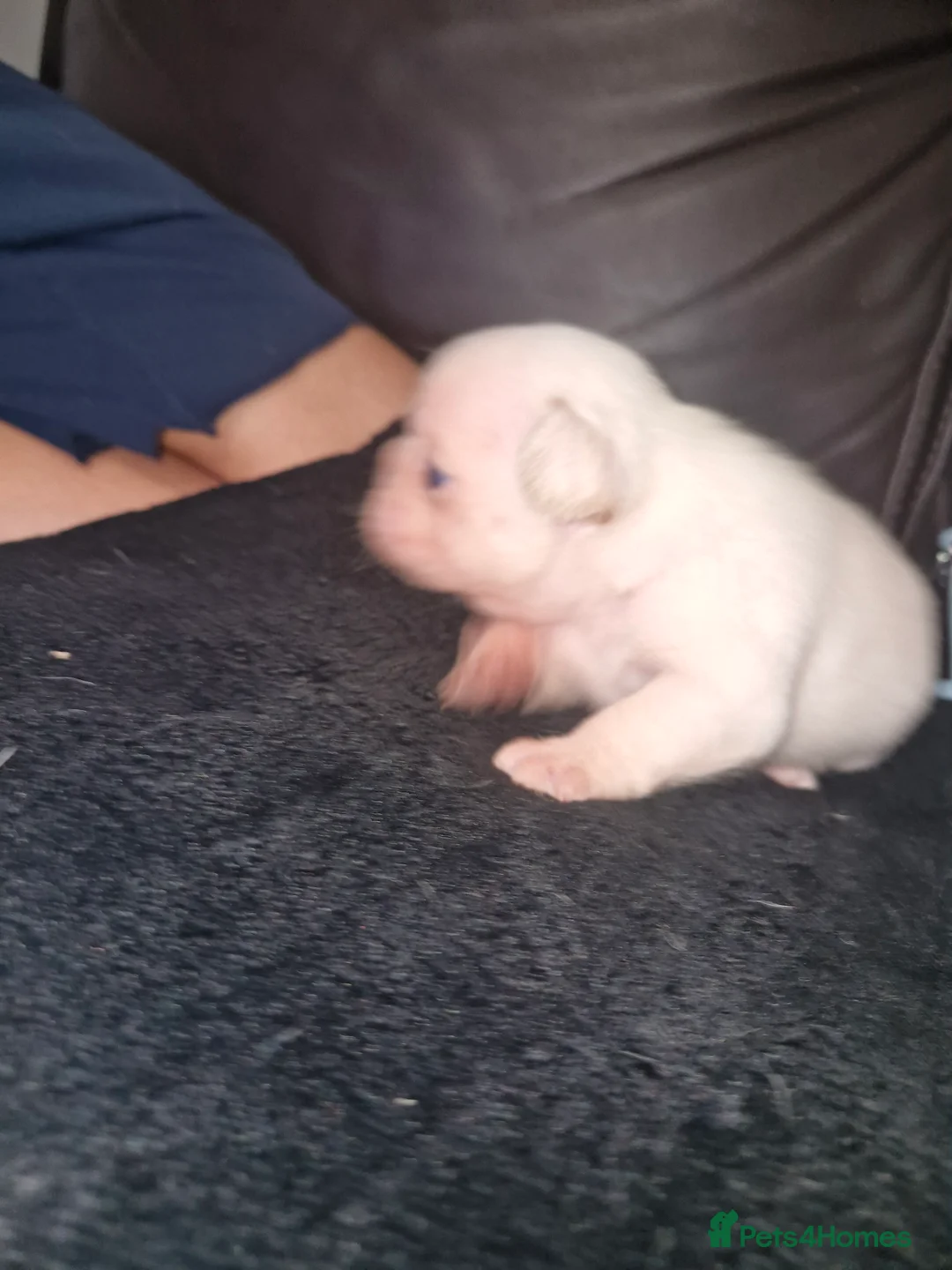 French Bulldog dogs for sale: French bulldog puppies - Advert 4