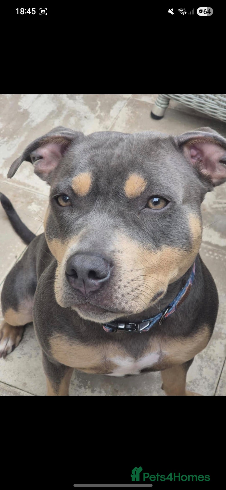 Staffordshire Bull Terrier dogs KC Reg Staffordshire Bull Terriors  - Advert 1