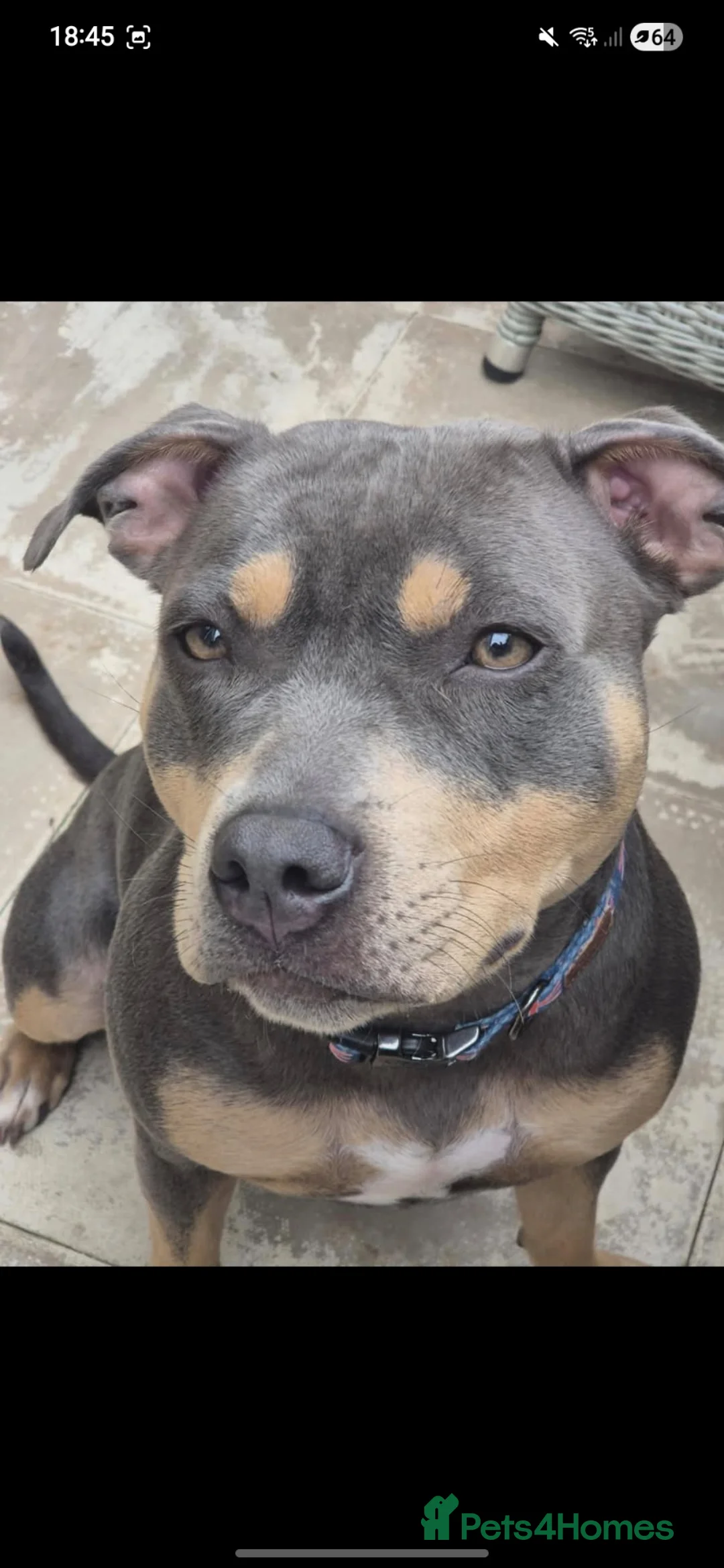 Staffordshire Bull Terrier dogs for sale: KC Reg Staffordshire Bull Terriors  - Advert 1