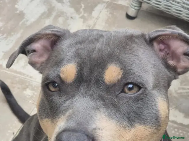 Staffordshire Bull Terrier dogs KC Reg Staffordshire Bull Terriors - Advert 1