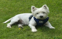 West Highland Terrier dogs for stud: Stud.. in Greenock - Image 1