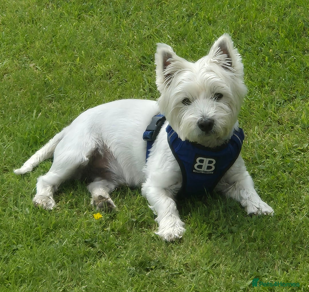 West Highland Terrier dogs for stud: Stud.. in Greenock - Image 1