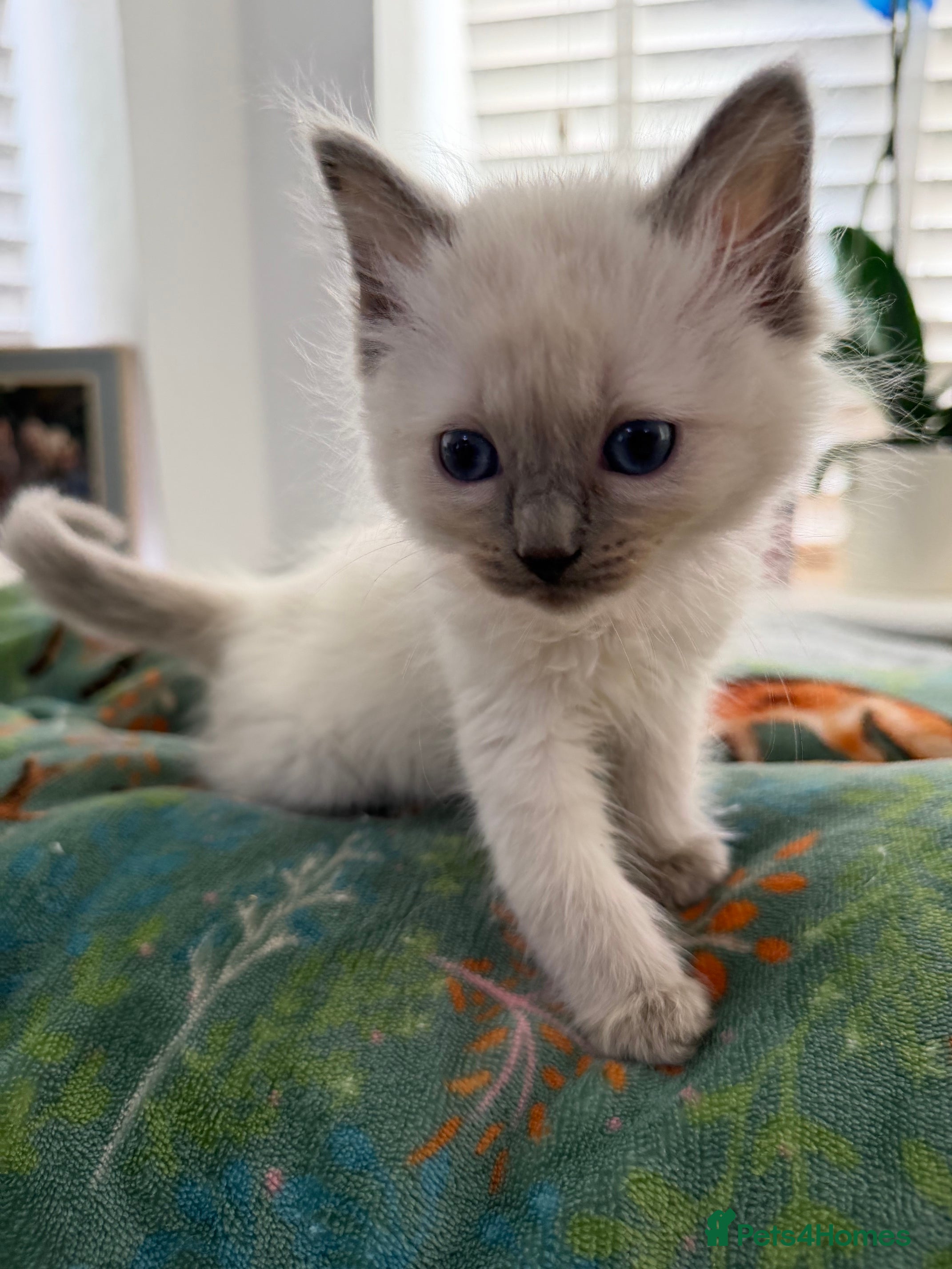 Ragdoll cats Cute Fluffy Ragdoll Kittens (Discounts Available) - Advert 2