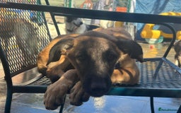 Mixed Breed dogs for adoption: Dorito - Norwich Norfolk  - Image 7