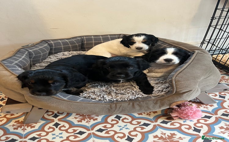 Cocker Spaniel dogs - Advert 1
