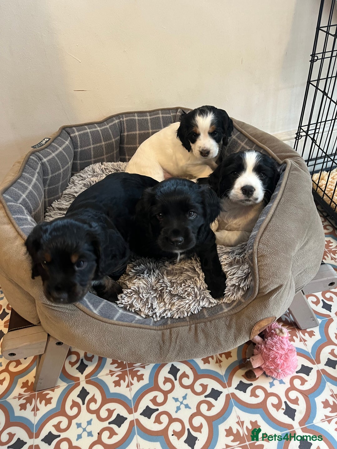 Cocker Spaniel dogs for sale: Working cocker spaniel pups - Image 1
