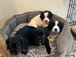 Cocker Spaniel dogs - Advert 18