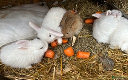 Netherland Dwarf rabbits for sale: Beautiful Mini lop and Netherland dwarf bunnies  - Advert 25