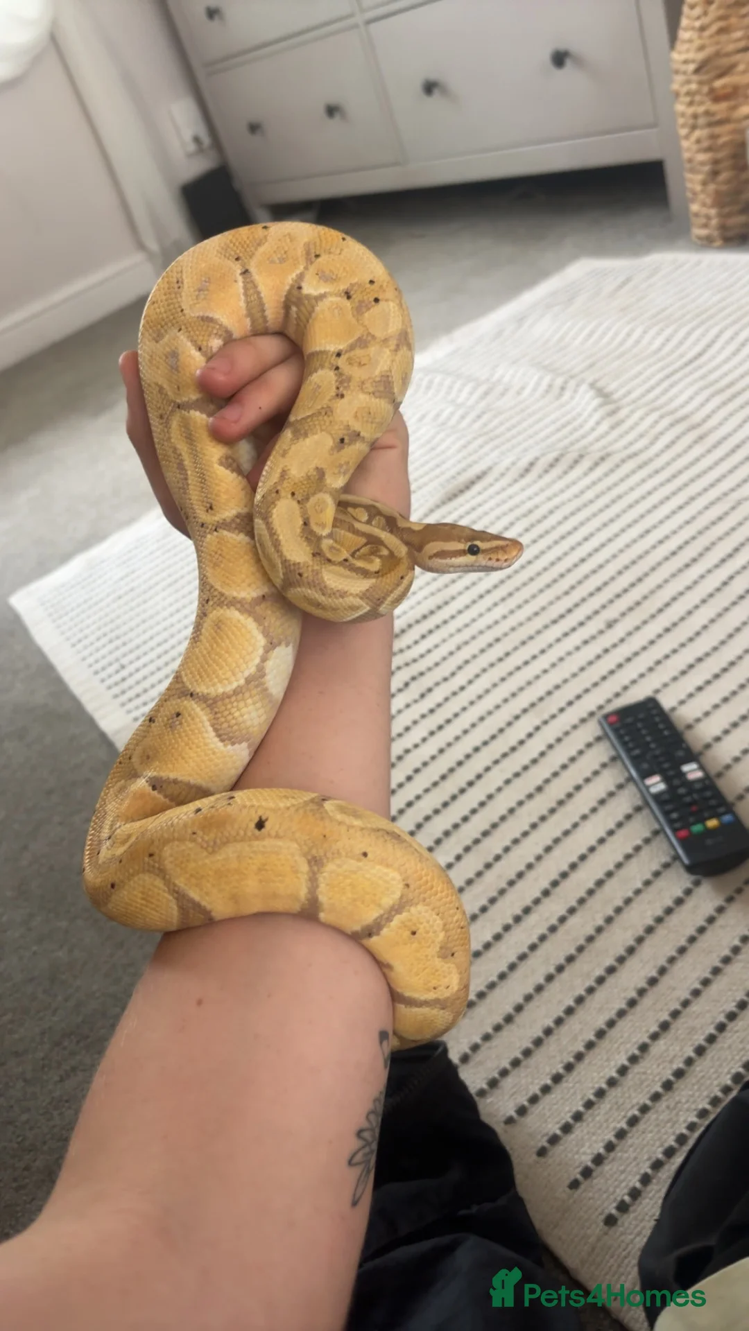 Python Snake reptiles for sale: Ball python  in Mansfield - Advert 2