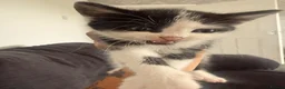 Mixed Breed cats for sale: 4 kittens for sale 1 boy 3 girls in Stoke-on-Trent - Advert 10