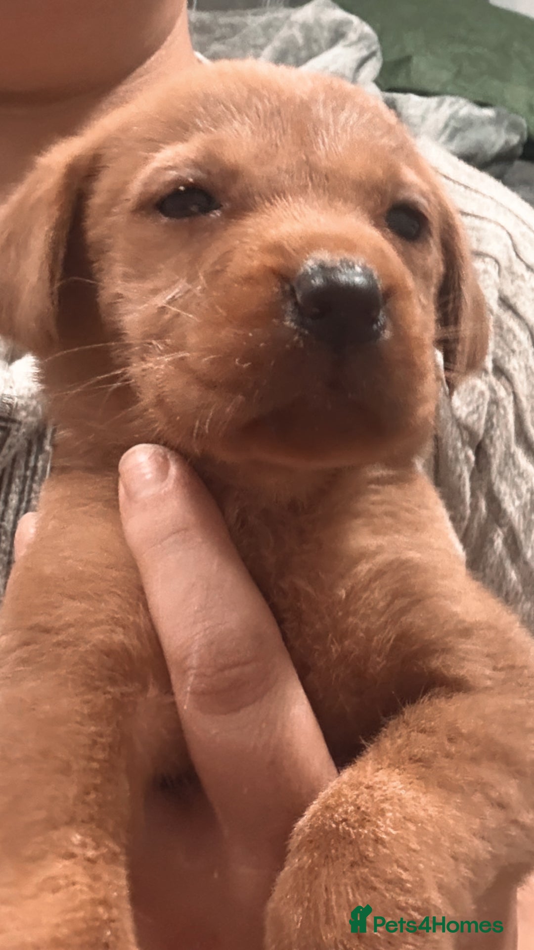 Labrador Retriever dogs for sale: Beautiful, fox red labradors - Advert 23