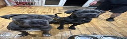 Cane Corso dogs for sale: Cane Corso for rehome - Advert 1
