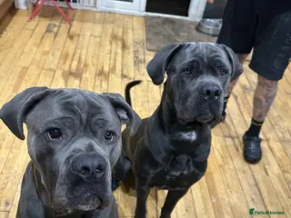 Cane Corso dogs Cane Corso for rehome - Advert 10