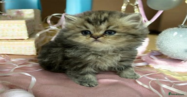 Persian cats - Advert 1