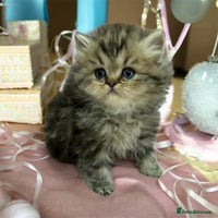Persian cats - Advert 6