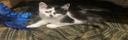 Turkish Van cats for sale: Gorgeous Turkish Van Kittens - Advert 34