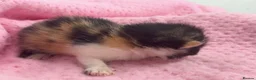 Exotic cats for sale: 3 beautiful quality exotic kittens - Advert 4