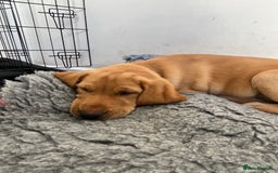 Labrador Retriever dogs for sale: Lovely Fox Red Labrador puppies - Image 6