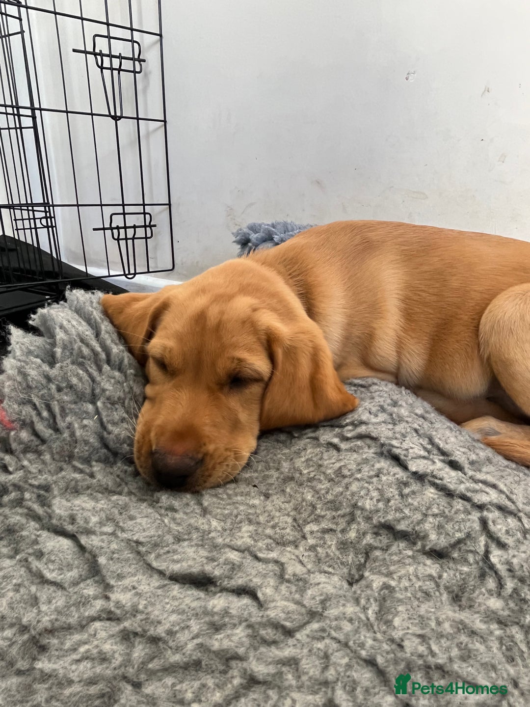 Labrador Retriever dogs for sale: Lovely Fox Red Labrador puppies - Image 6