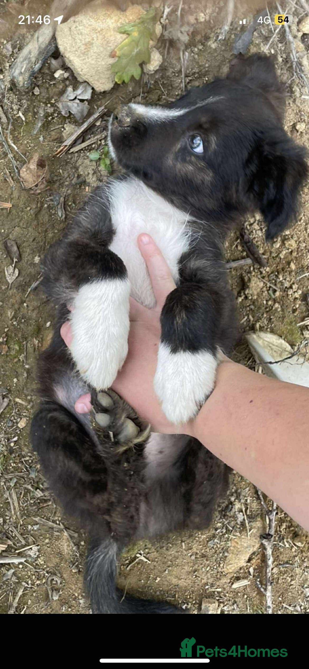Border Collie dogs for sale: Border collie puppy’s for sale  - Image 7