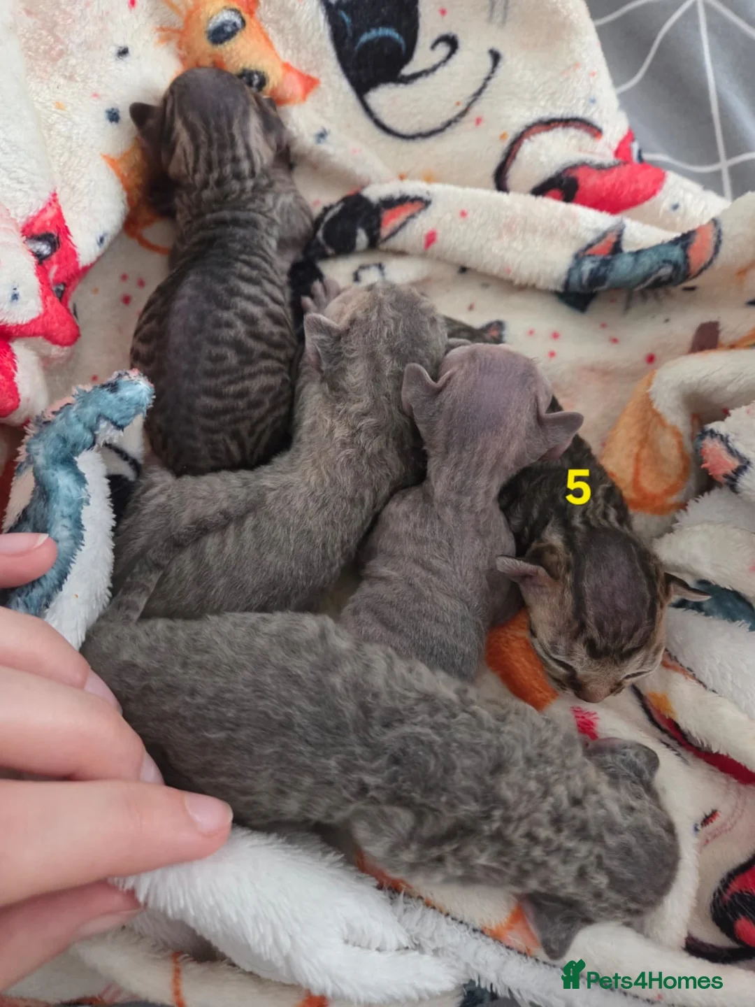 Devon Rex cats for sale: 💛 Beautiful Devon Rex Kittens 💛 - Advert 2