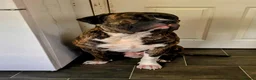 Mixed Breed dogs for sale: Cane corso/American bully/American staff puppies  in Wadhurst - Advert 9