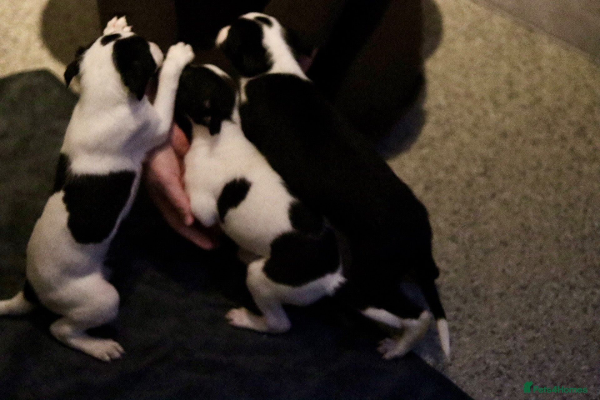 Mixed Breed dogs for sale: Collie greyhound x Beddy Whippet pups  - Advert 2