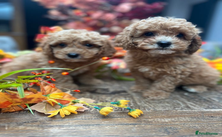 Cavachon dogs - Advert 1