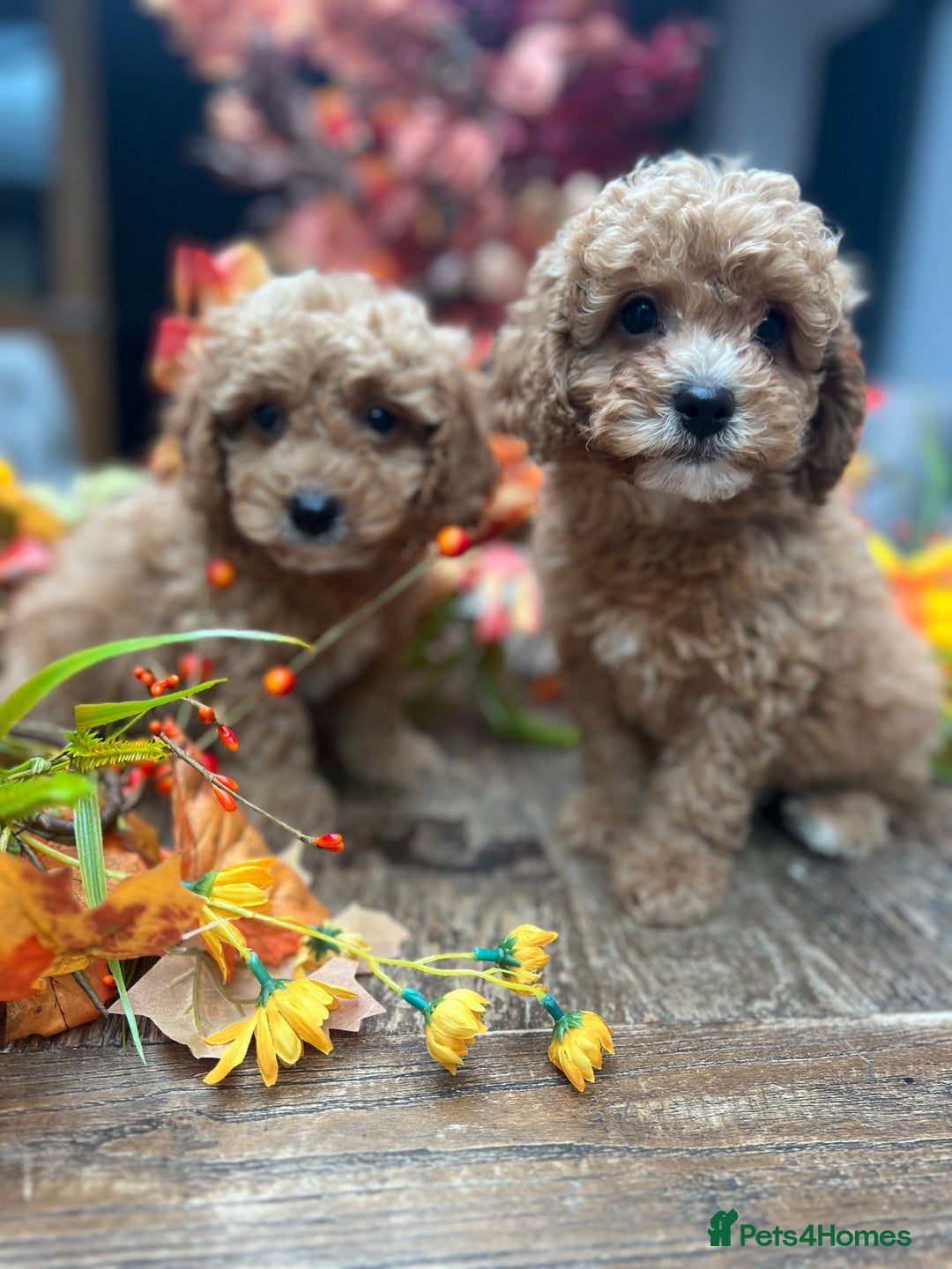 Cavachon dogs for sale: Ready Next week ❤️ - Image 1
