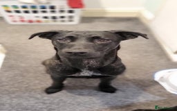 Mixed Breed dogs for sale: Belgian Malinois / Turkish Kangal / Cane Corso - Image 8